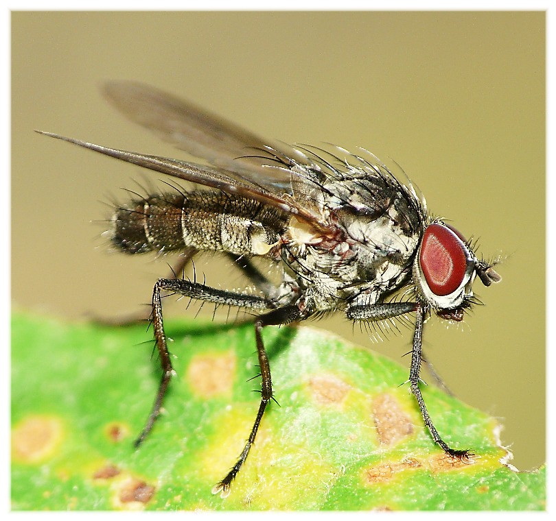 Alcuni ditteri